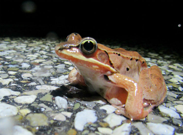 Wood Frog